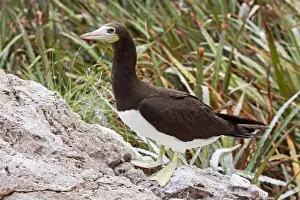 Booby Prints: Brown Booby. A large seabird in the gannet family, Sulidae. Nayarit Mexico in April
