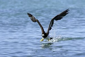 Brown Booby - taking off from water