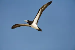 Boobie Prints: Brown Booby A tropical marine species common along the northern coast of Australia