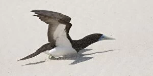 Booby Gallery: Brown Booby  trying to take off into a strong wind blowi