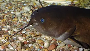Catfish Prints: Brown Bullhead / Catfish - freshwaters