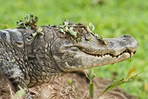Ecosystem Gallery: Brown Caiman (Caiman crocodilus fuscus)