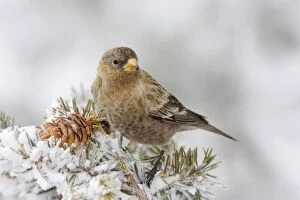 Images Dated 3rd February 2008: Brown-capped Rosy-Finch. Sandia Crest, New Mexico in February