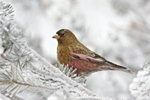 Images Dated 3rd February 2008: Brown-capped Rosy-Finch. Sandia Crest, New Mexico in February
