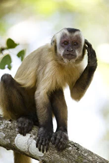 Images Dated 9th February 2010: Brown Capuchin Monkey, Cabus apella, scratching