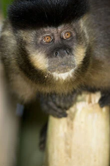 Brown Capuchin Monkey, Cebus apella, in