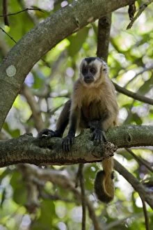 Images Dated 15th July 2009: Brown Capuchin Monkey - Pantanal - Brazil