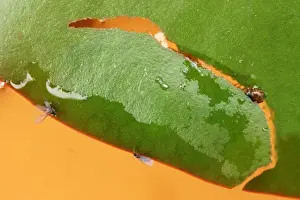 Waterlily Prints: Brown china mark moth caterpillar cuts out new case from lily leaf