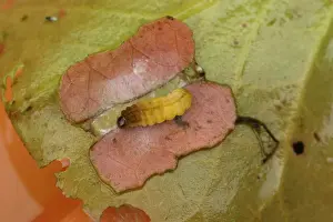 Waterlily Prints: Brown china mark moth caterpillar pupates in a case made from lilyleaf sections