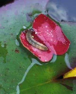 Norfolk Prints: Brown china mark moth showing larva inside case made from sections of water lily leaves