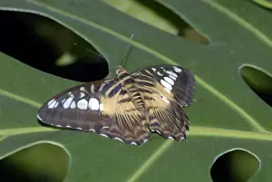 Brown Clipper Butterflies -resting on leaf. Forest dweller flying below canopy; attracted to damp river sand; bask on branches and leaves in sunlight. Larvae feed on Modecca sp and Adenia palmata (Passifloraceae). Occur in Malaysia and Philippines