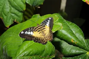 Brown Clipper Butterfly. Forest dweller flying below canopy; bask on branches and leaves in sunlight. Occur in Malaysia and Philippines. Fort Lauderdale, Florida, USA