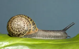 Spiral Prints: Brown Common Garden Snail - Crawling over leaf UK garden