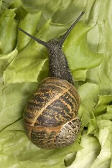 Images Dated 26th June 2005: Brown Common Garden Snail - Crawling on lettuce seen from above UK garden