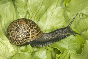 Images Dated 26th June 2005: Brown Common Garden Snail - Side view with perfect shell, on lettuce UK garden
