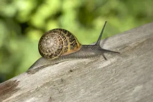 Mollusc Prints: Brown Common Garden Snail - On wooden fence Location: UK garden
