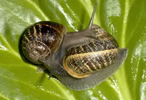 Brown Common Garden Snails - Mating pair UK garden