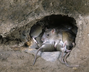 Brown / Common / Norway Rat - at burrow with young