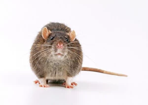 Images Dated 4th November 2010: Brown / Common / Norway RAT - facing