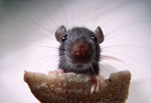Funny Gallery: BROWN / COMMON / NORWAY RAT- Front view of young rat eating brea