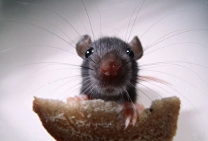 Funny Collection: BROWN / COMMON / NORWAY RAT- Front view of young rat eating brea