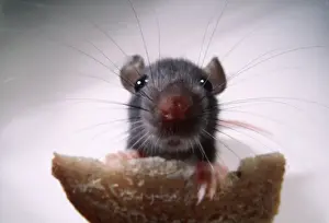 BROWN / COMMON / NORWAY RAT- Front view of young rat eating brea