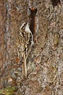 Brown Creeper