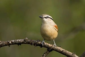 Brown-Crowned / Threestreaked Tchagra - perched in undergrowth Brown-Crowned / Threestreaked Tchagra - perched in undergrowth
