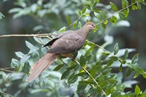 Images Dated 29th May 2011: Brown Cuckoo-Dove /Brown Pigeon / Pheasant Pigeon - in a clearing in rainforest, Malanda