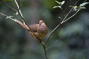 Images Dated 29th May 2011: Brown Cuckoo-Dove /Brown Pigeon / Pheasant Pigeon - in a clearing in rainforest - Malanda - north