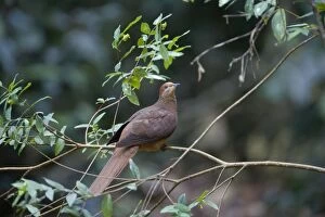 Images Dated 29th May 2011: Brown Cuckoo-Dove /Brown Pigeon / Pheasant Pigeon - in a clearing in rainforest - Malanda - north