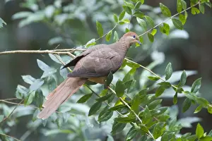 Pigeons Prints: Brown Cuckoo-Dove /Brown Pigeon / Pheasant Pigeon - in a clearing in rainforest