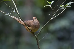 Brown Cuckoo-Dove /Brown Pigeon / Pheasant Pigeon - in a clearing in rainforest - Malanda - north Queensland - Australia. Distribution: eastern Australia and from Indonesia to the Philippines