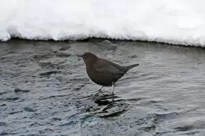 Images Dated 20th February 2010: Brown Dipper - standing in water - snow in background