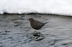 Brown Dipper - standing in water - snow in background - Hokkaido Island - Japan