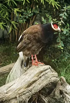 Pheasants Prints: Brown-eared Pheasant / Manchurian-eared Pheasant