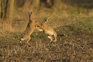 Brown / European Hare - Boxing in mating season, Austria