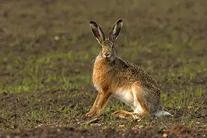 Brown / European Hare - Sitting in field, Austria