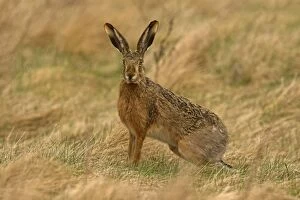 Images Dated 3rd April 2006: Brown / European Hare - Sitting in field, Austria