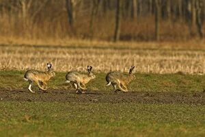 Brown / European Hares - running through field