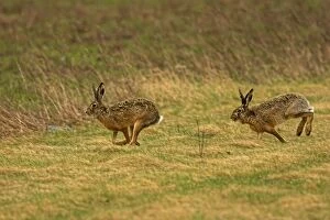 Images Dated 3rd April 2006: Brown / European Hares - Running through field, Austria