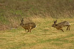 Brown / European Hares - Running through field, Austria