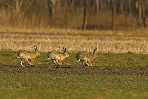Brown / European Hares - Running through field, Austria