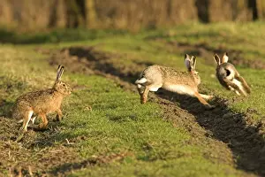 Brown / European Hares - Running through field, Austria