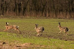 Images Dated 4th April 2006: Brown / European Hares - Running through field, Austria