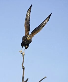 Taking Off Collection: Brown Falcon - in flight - Near Alice Springs, N. T. Australia