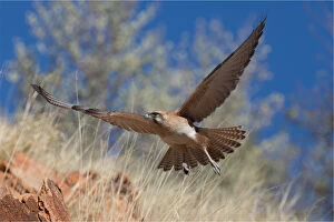 Brown Falcon - Flying across a rocky hillside