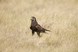 Images Dated 30th May 2008: Brown Falcon in grass This bird had dropped to the ground after prey