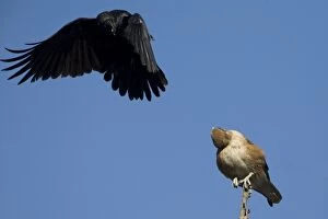 Brown Falcon being hassled by a Torresian Crow