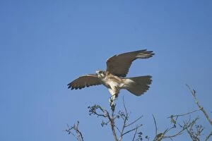 Images Dated 2nd May 2004: Brown Falcon - light morph, landing. Usually hunts from a prominent perch At Lajamanu an